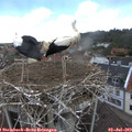 12_25-nest.jpg