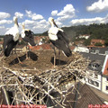 12_35-nest.jpg