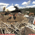 12_40-nest.jpg