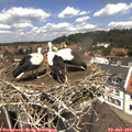 12_45-nest.jpg
