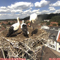 12_50-nest.jpg