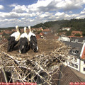 12_55-nest.jpg