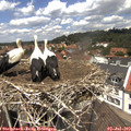 13_00-nest.jpg