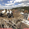 13_05-nest.jpg