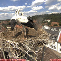 13_20-nest.jpg