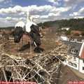 13_25-nest.jpg