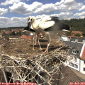 13_30-nest.jpg