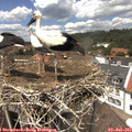 13_35-nest.jpg