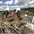 13_40-nest.jpg