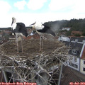 13_45-nest.jpg