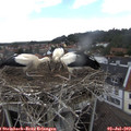 13_50-nest.jpg
