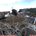 13_55-nest.jpg