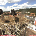 14_00-nest.jpg