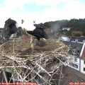 14_05-nest.jpg