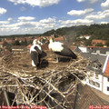 14_10-nest.jpg