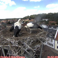 14_15-nest.jpg