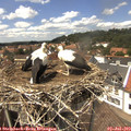 14_20-nest.jpg
