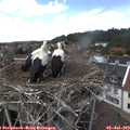 14_25-nest.jpg