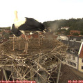 14_30-nest.jpg