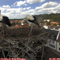 14_35-nest.jpg
