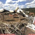 14_40-nest.jpg
