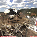 14_45-nest.jpg
