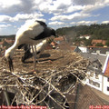 14_50-nest.jpg