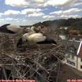 14_55-nest.jpg