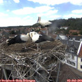 15_00-nest.jpg