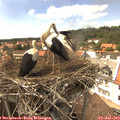 15_05-nest.jpg