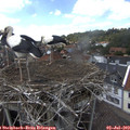 15_10-nest.jpg