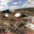 15_15-nest.jpg
