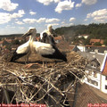 15_20-nest.jpg