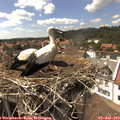 15_25-nest.jpg