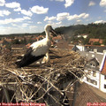 15_30-nest.jpg
