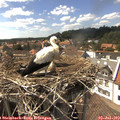 15_35-nest.jpg