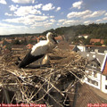 15_40-nest.jpg