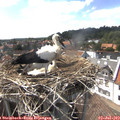 15_45-nest.jpg