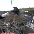 15_50-nest.jpg