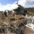 15_55-nest.jpg