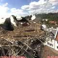 16_00-nest.jpg
