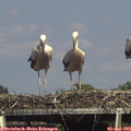 16_05-mast.jpg