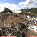 16_05-nest.jpg