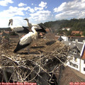 16_10-nest.jpg