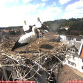 16_15-nest.jpg