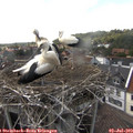 16_20-nest.jpg