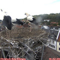 16_25-nest.jpg