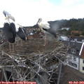 16_30-nest.jpg