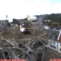 16_35-nest.jpg