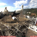 16_40-nest.jpg